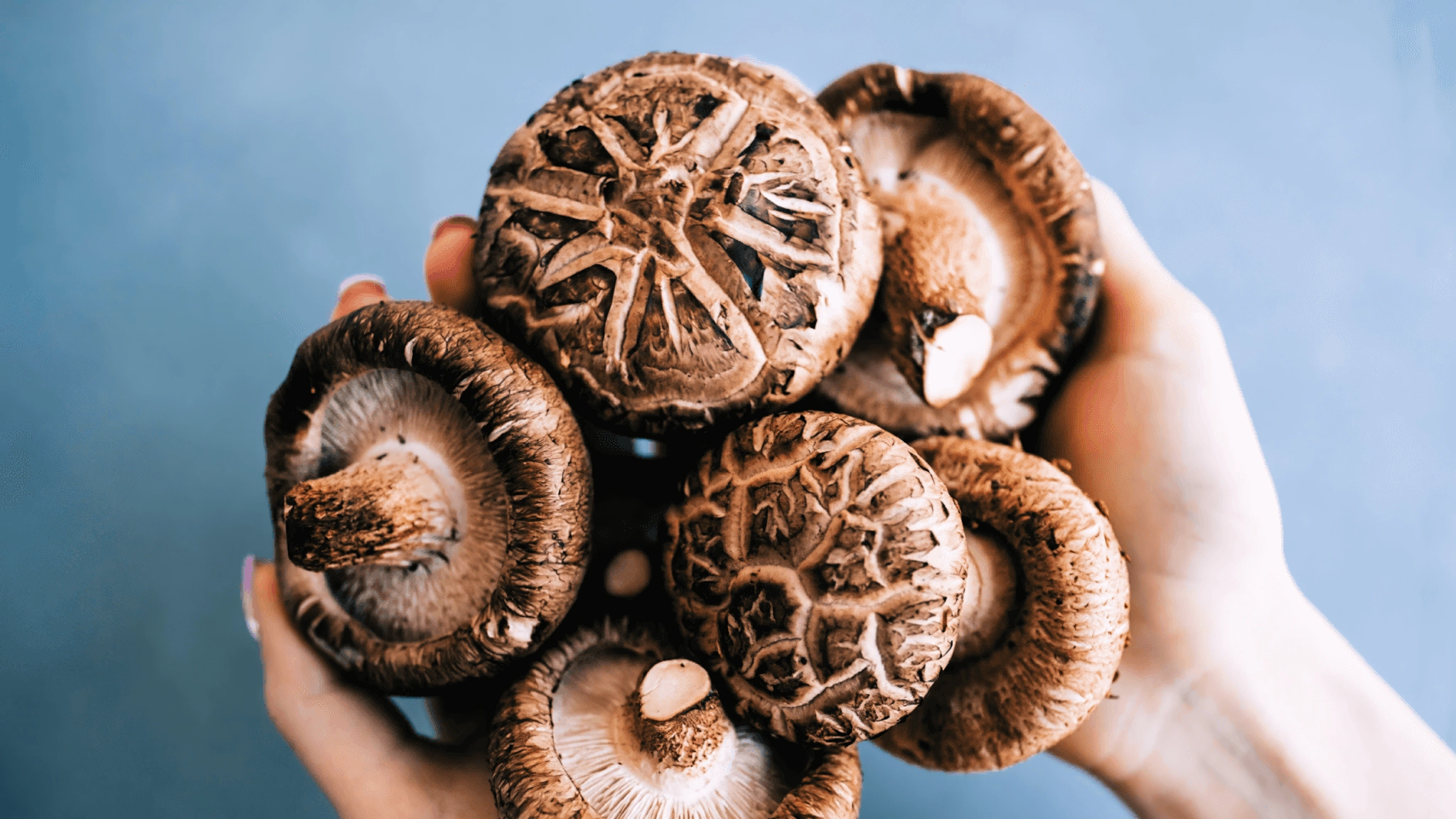 Shiitake - beneficial properties